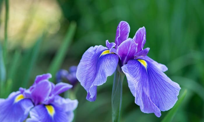tips-for-successful-iris-bulb-cultivation-in-california