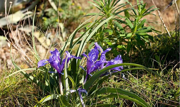 tips for successful iris bulb cultivation in colorado