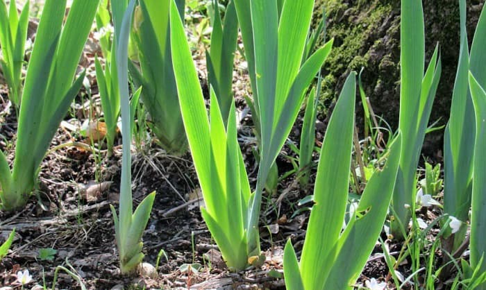 tips-for-successful-iris-bulb-cultivation-in-oklahoma