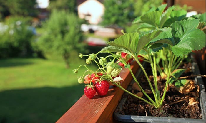 tips-for-successful-strawberry-cultivation-in-california