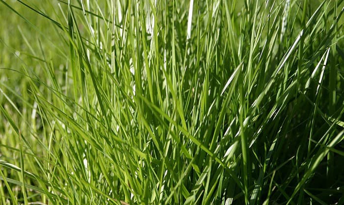 tips-for-successful-tall-fescue-grass-seed-sowing