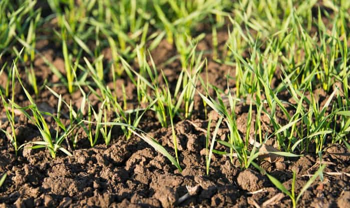 tips-for-successful-winter-wheat-planting-for-deer