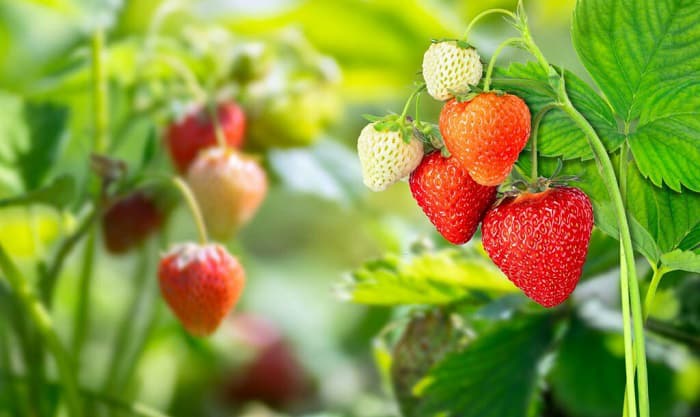 variety-of-strawberries