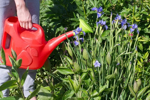 watering-for-iris-bulbs