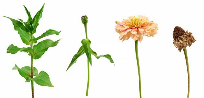 what-are-the-growing-stages-of-zinnias