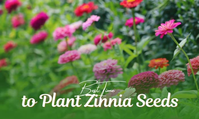 when do you plant zinnia seeds
