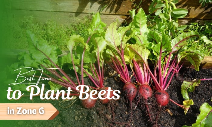 when to plant beets in zone 6