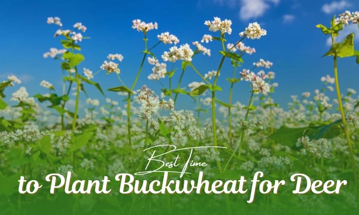when to plant buckwheat for deer