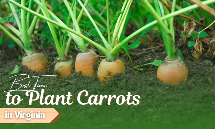 When to Plant Carrots in Virginia for a Successful Harvest