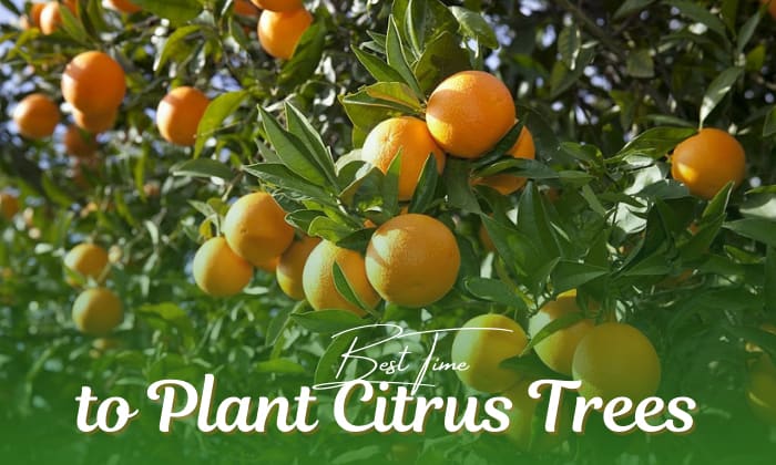 when to plant citrus trees