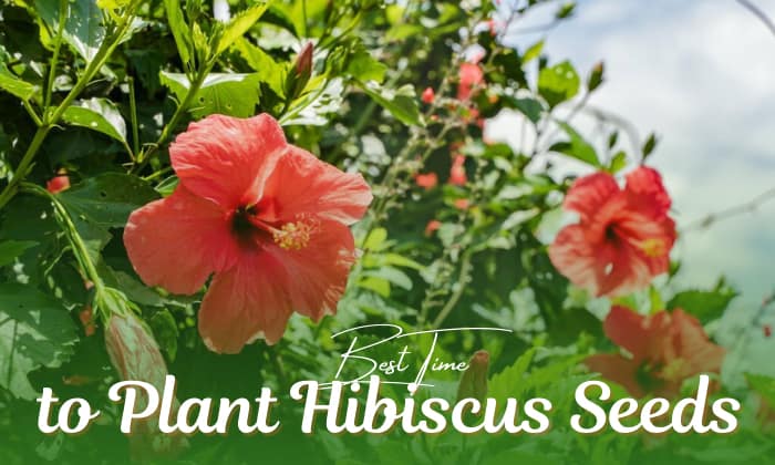 when to plant hibiscus seeds