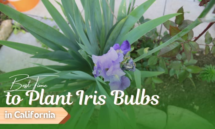 when to plant iris bulbs in california