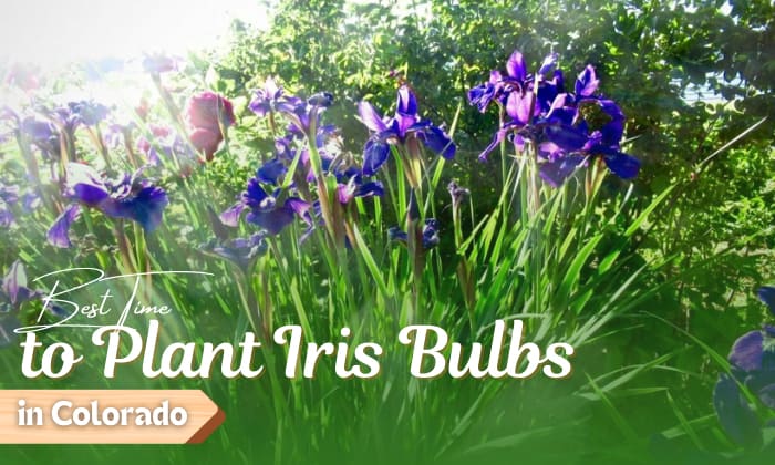 when to plant iris bulbs in colorado