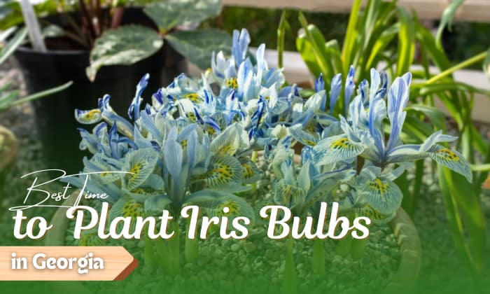 when to plant iris bulbs in georgia