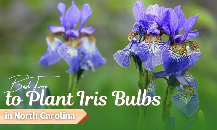 when to plant iris bulbs in north carolina