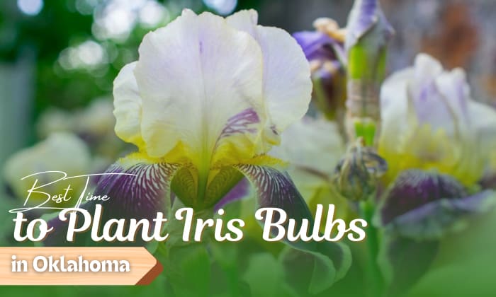 when to plant iris bulbs in oklahoma