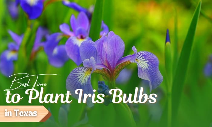 When to Plant Iris Bulbs in Texas?