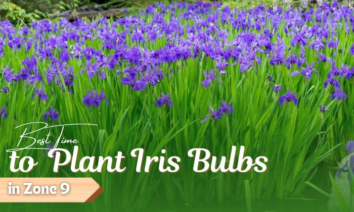 when to plant iris bulbs in zone 9