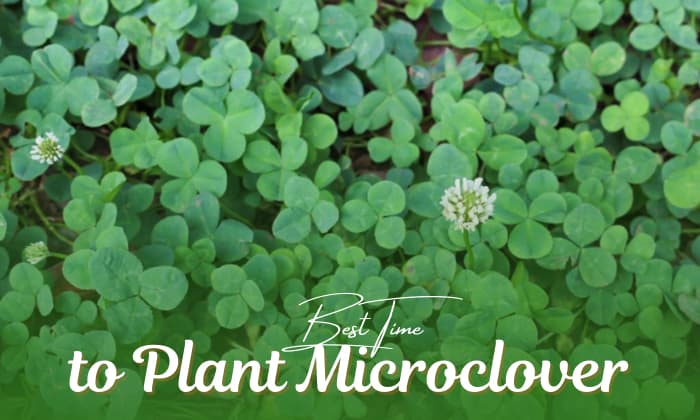 when to plant microclover