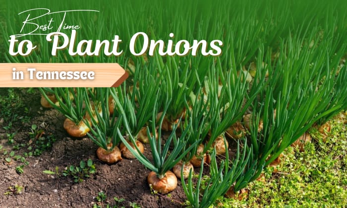 when to plant onions in tennessee
