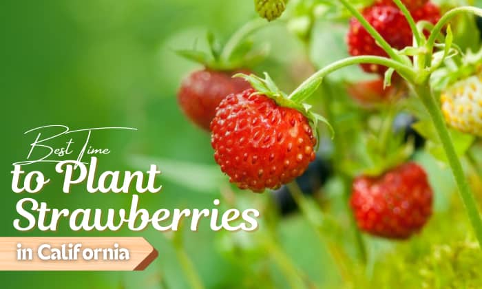 When to Plant Strawberries in California