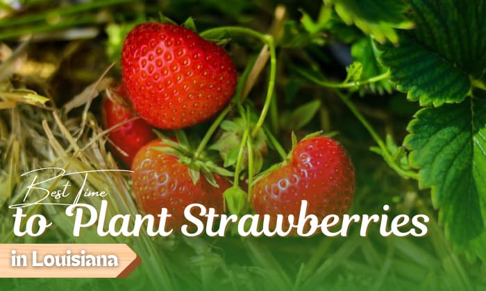 When to Plant Strawberries in Louisiana?
