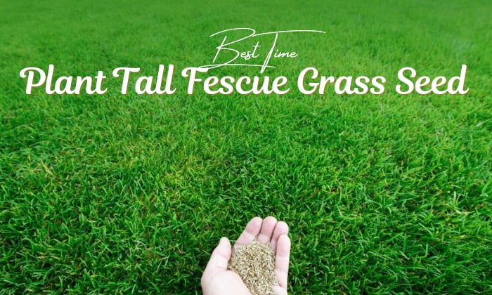 when to plant tall fescue grass seed