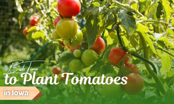 When to Plant Tomatoes in Iowa?