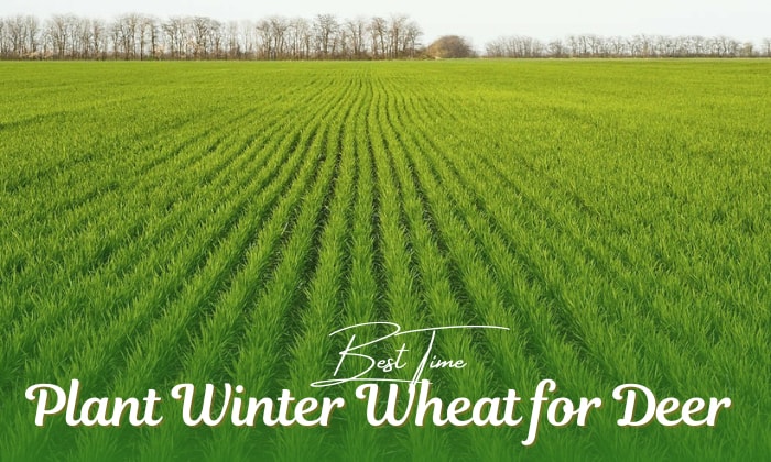 when to plant winter wheat for deer