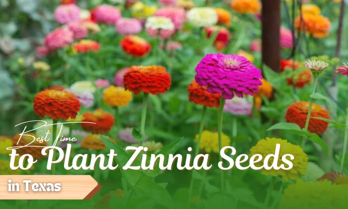 when to plant zinnia seeds in texas
