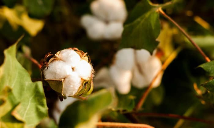 why-does-cotton-need-a-warmer-climate