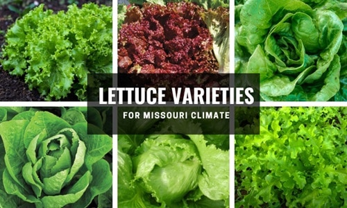best-lettuce-varieties-for-missouri-climate