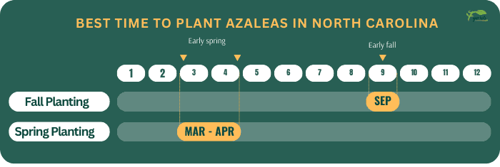 best-time-to-plant-azaleas