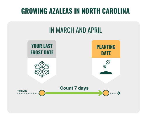 growing-azaleas-date-for-spring-planting