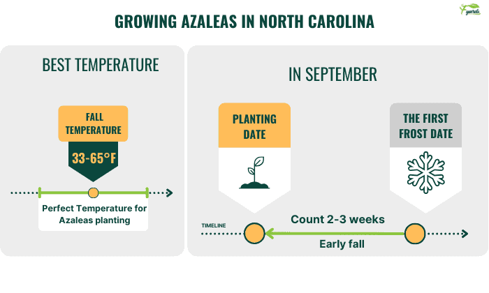 growing-azaleas-in-fall-planting