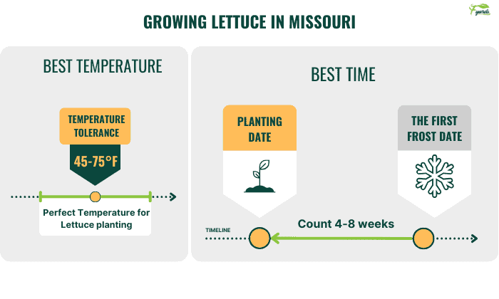 growing-lettuce-in-missouri