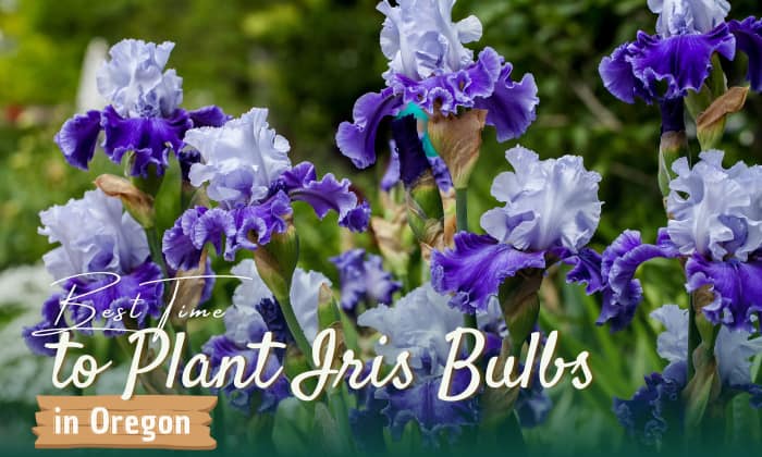when to plant iris bulbs in oregon