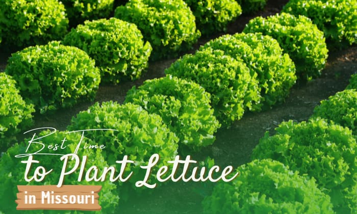 When to Plant Lettuce in Missouri?